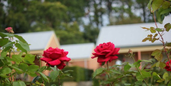 lodge_roses from entry photo